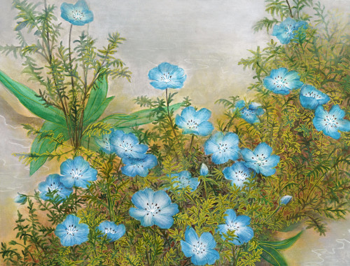 Nemophila - Originál