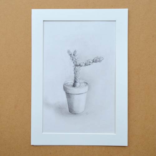 Originál - Z mé sbírky kaktusů V. 29,5 x 21cm