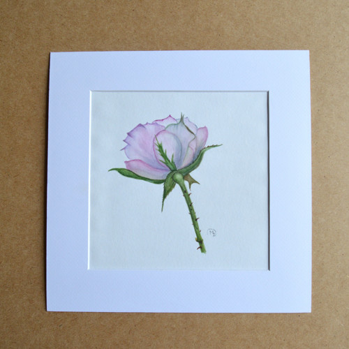 Akvarel - růže v paspartě 28x28 cm