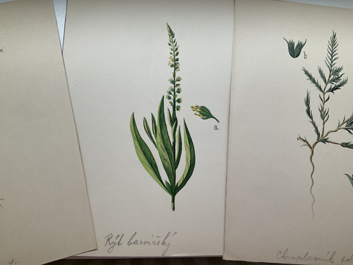 Ručně malovaný Herbář 1909