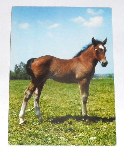 Čistá POHLEDNICE, kůň — foto 1