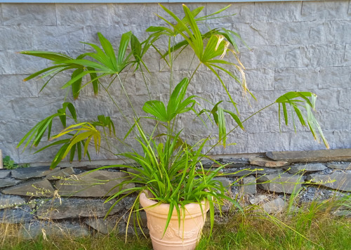 Vzrostlá palma Rhapis excelsa se zelencem