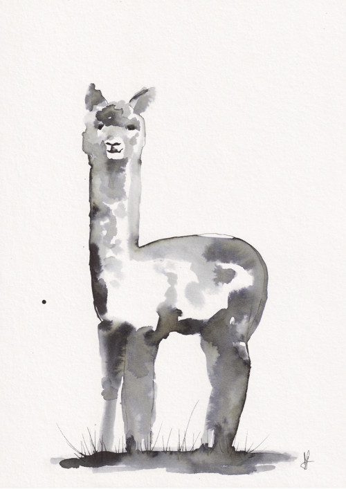 Lama