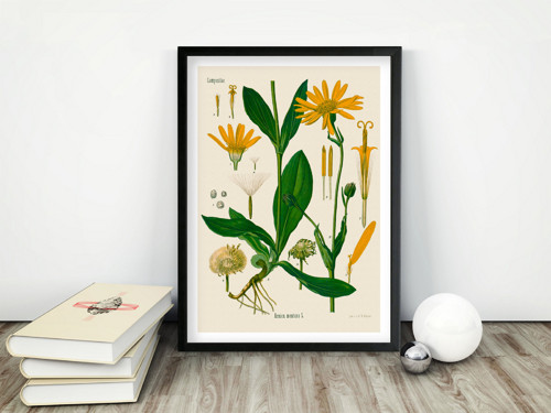 Arnica montana Vintage plakát - herbář 1887