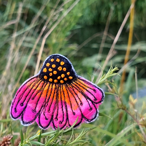 Echinacea — foto 1