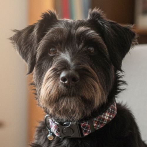 Obojek M - káro II BAFF
