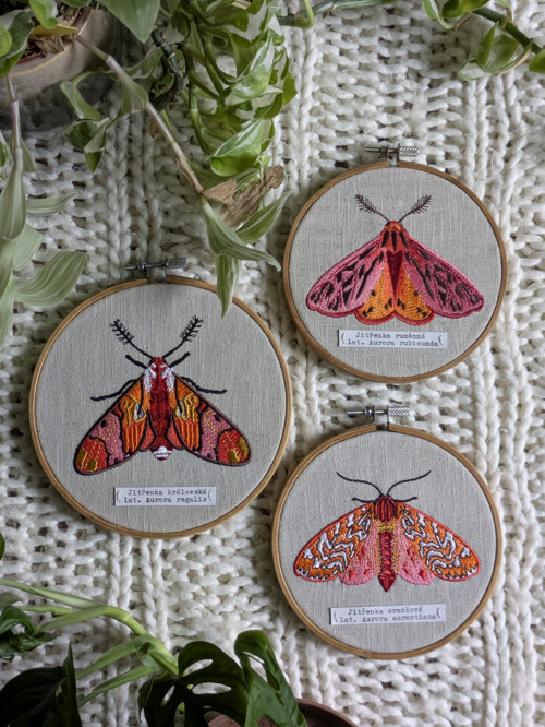 Entomologická sbírka vyšívaných můr - Rod AURORA