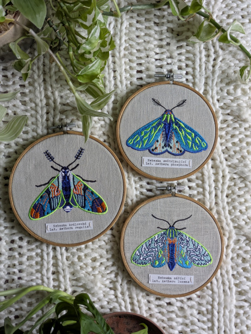 Entomologická sbírka vyšívaných můr - Rod AETHERA