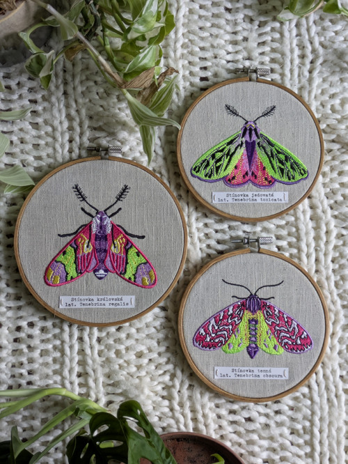 Entomologická sbírka vyšívaných můr, Rod TENEBRINA