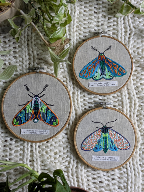 Entomologická sbírka vyšívaných můr - Rod CRYMARA
