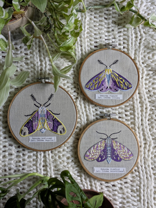 Entomologická sbírka vyšívaných můr - Rod IRIDEA