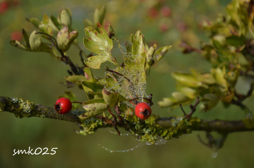 Svěží ráno - autorská fotografie