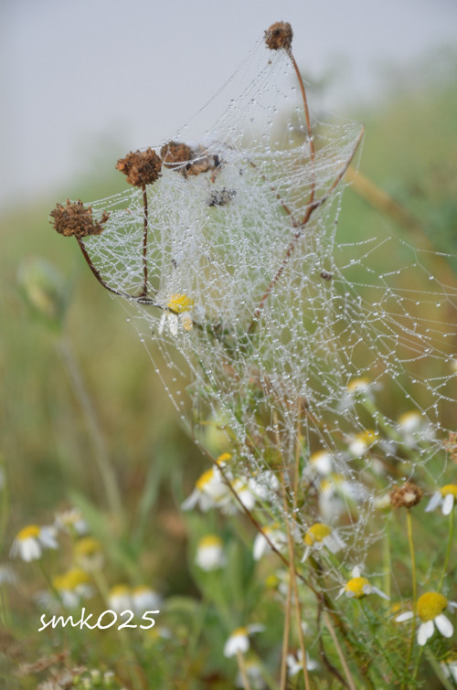 Spletitá - autorská fotografie