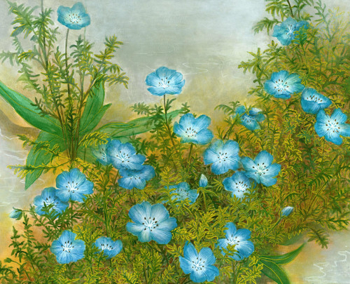 Nemophila Blue Artprint