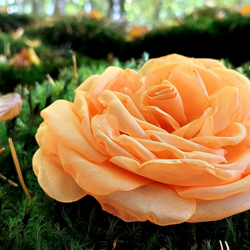 Apricot průměr 12 cm