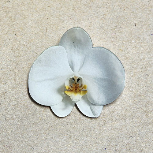 Brož bílá orchidej - pryskyřice, ocel