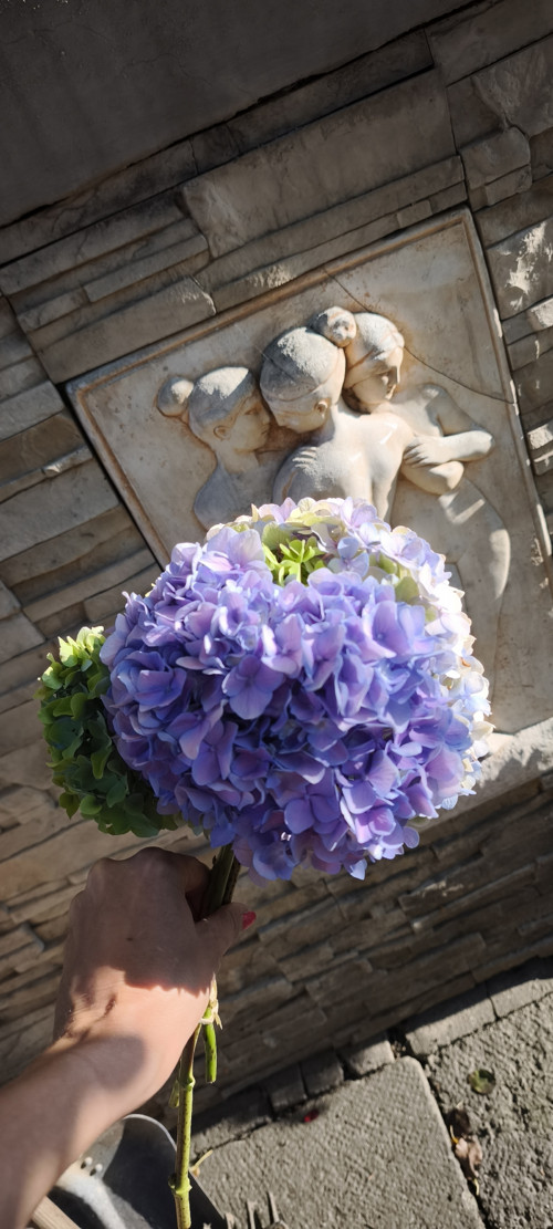 Puget hortenziový babyblue