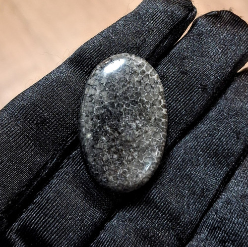 Zkamenělý korál, ID 5162, 33x21 mm - výprodej
