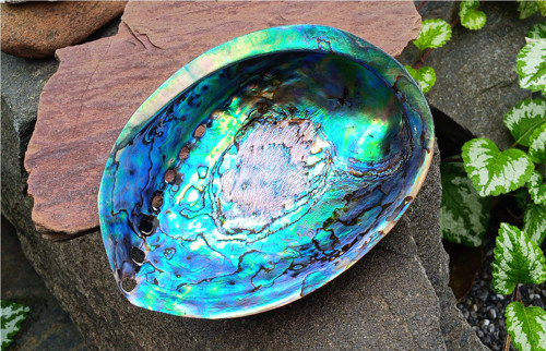 Maxi abalone paua mušle 13 cm z Nového Zélandu