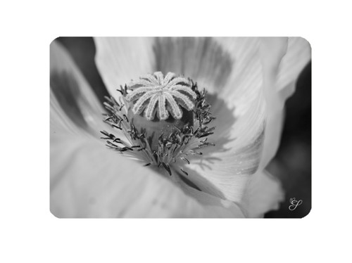 Prostírání Piedra – design Amapola