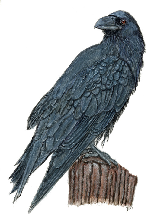 Krkavec velký - magnetka