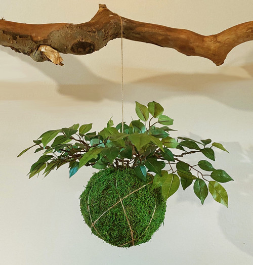 Kokedama s umělou květinou Ficus benjamina