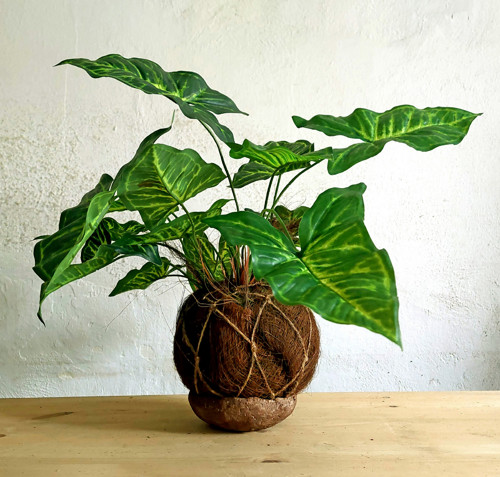 Kokosová kokedama s umělou květinou Syngonium