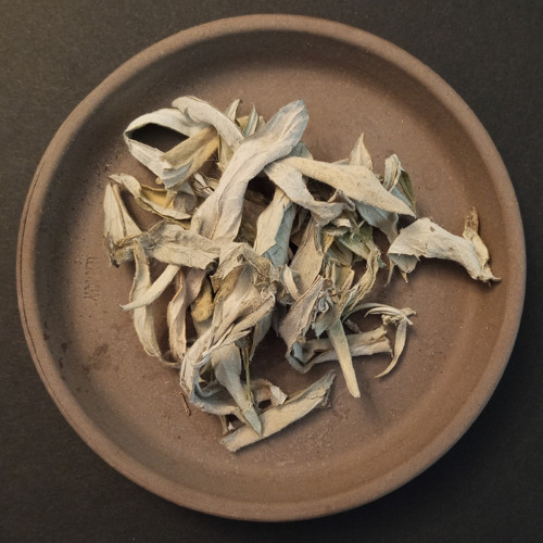 Pelyněk Ludvíkův (stříbřitý) (10 g)
