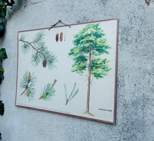 Borovice lesní...školní výukový obraz, tabule