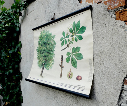 Kaštan...školní výuková tabule, výukový obraz