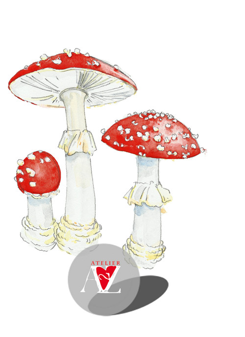 Muchomůrka červená