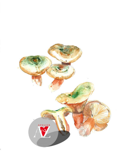 Ryzec Smrkový alebo Lactarius Deterrimus