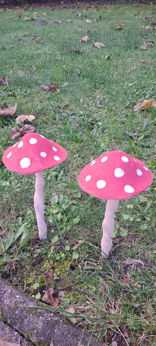 Muchomůrka široká 8-10cm průměr kloboučku