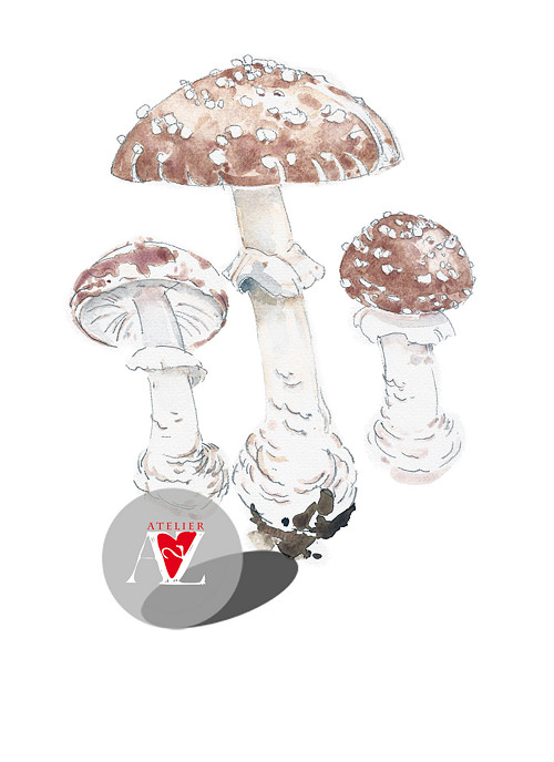 Marnivá Muchomůrka tygrovaná