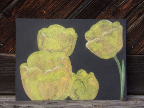 Tulipány