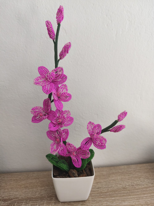 Orchidej růžová