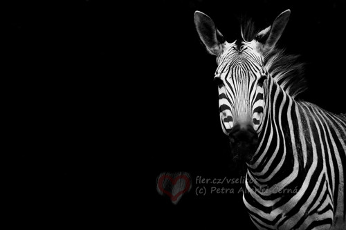 Zebra v temnotě