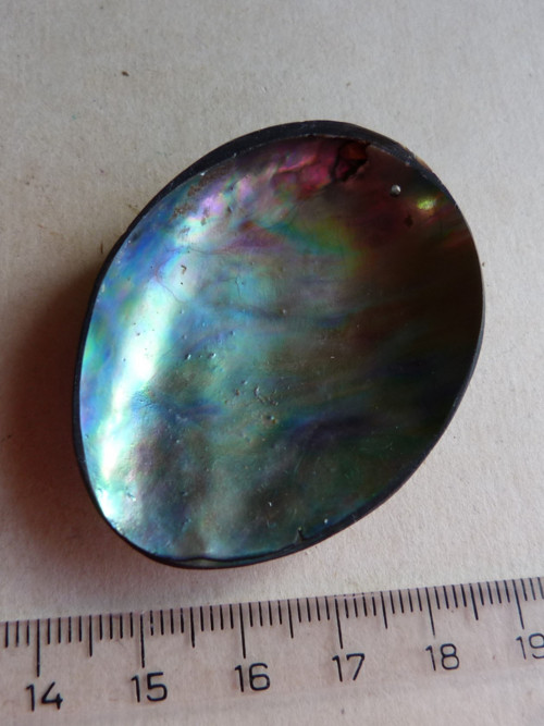 Perleť mušle Paua - 5,5 cm - Extra! (P1) — foto 1