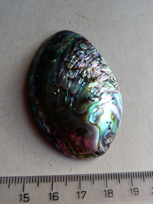 Perleť mušle Paua - 5,8 cm - Extra! (P3) — foto 1