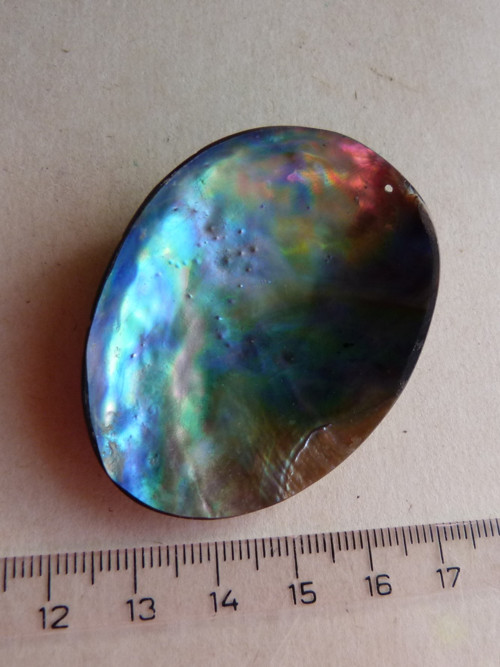 Perleť mušle Paua - 5,8 cm - Extra! (P4) — foto 1