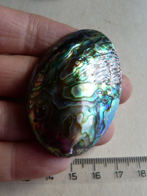 Perleť mušle Paua - 5,7 cm - Extra! (P6) — foto 1