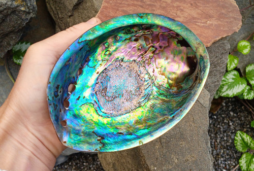 Perleťový poklad oceánu: Mušle Abalone Paua 13 cm