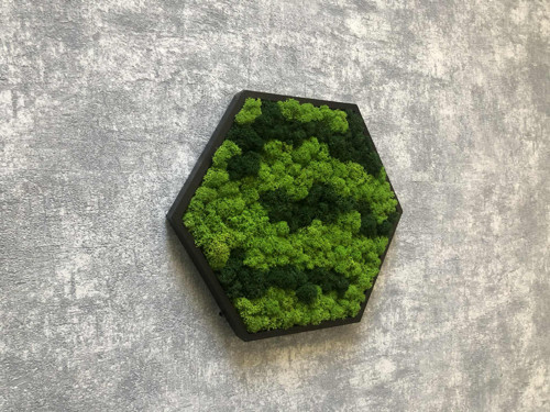Mechový obraz hexagon 21x21cm