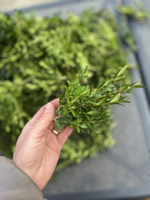 Buxus na výrobu věnce — foto 1