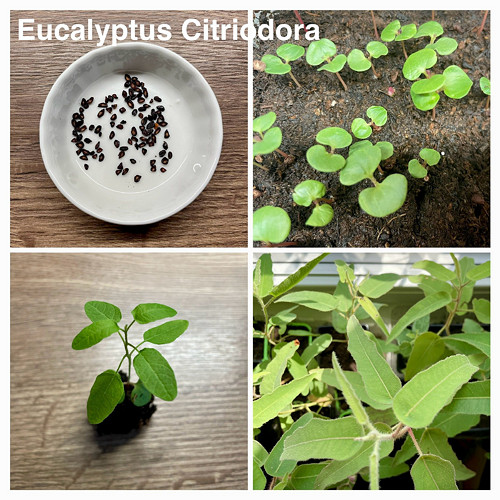 Pěstební balíček Eucalyptus citriodora ‘citrónový’