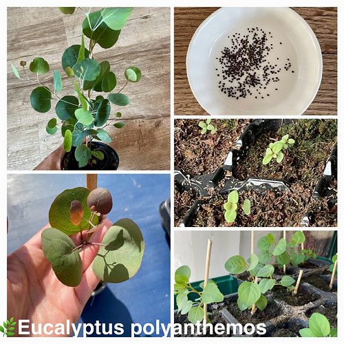Pěstební balíček Eucalyptus polyanthemos ‘red box’