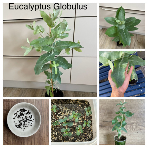 Pěstební balíček Eucalyptus globulus ‘blue gum’