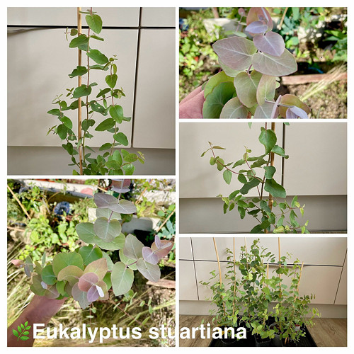 Pěstební balíček Eucalyptus stuartiana