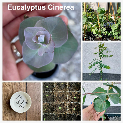 Pěstební balíček Eucalyptus cinerea ‘silver dollar