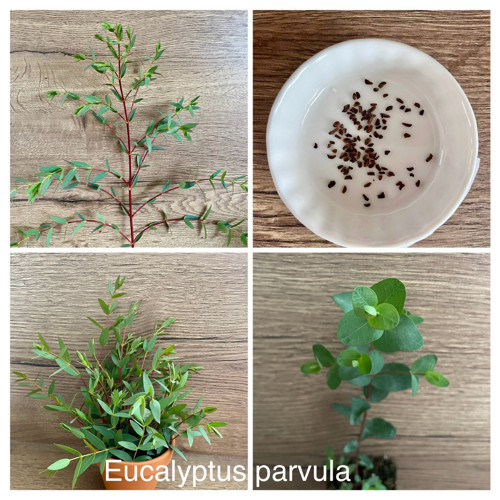 Pěstební balíček Eucalyptus parvula ‘small leaved